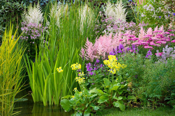 primula candelabra, astilbe Hyacinth, Planting, edge ponds, pink flowers, purple flowers, yellow flowers 