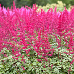 Astilbe 'Montgomery', Astilbe Japonica 'Montgomery', False Spirea 'Montgomery', False Goat's Beard 'Montgomery', Red Astilbes, Red flowers, flowers for shade