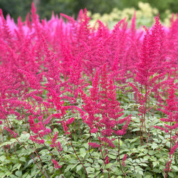 Astilbe 'Montgomery', Astilbe Japonica 'Montgomery', False Spirea 'Montgomery', False Goat's Beard 'Montgomery', Red Astilbes, Red flowers, flowers for shade