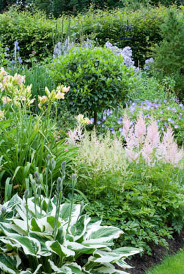 Astilbe, Daililies, hemerocallis, Geranium, Pink astilbe, White astilbe, Plant combination