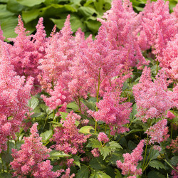 Astilbe 'Mainz', Astilbe Japonica 'Mainz', False Spirea 'Mainz', False Goat's Beard 'Mainz', Pink Astilbes, Pink flowers, flowers for shade