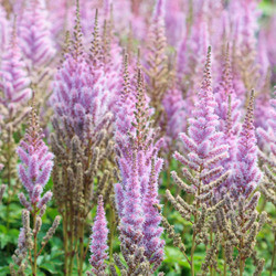 Astilbe Chinensis var. Pumila, Dwarf Chinese Astilbe, Astilbe Chinensis Minima  Astilbe Chinesis 'Pumila', Astilbe Pumila, Pink Astilbes, Pink flowers, flowers for shade