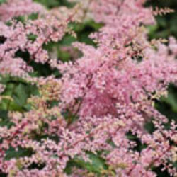 Astilbe 'Bronze Elegance', Astilbe Simplicifolia 'Bronze Elegance', False Spirea 'Bronze Elegance', False Goat's Beard 'Bronze Elegance', Astilbe Simplicifolia 'Bronce Elegans', False Spirea 'Bronce Eleganz', False Goat's Beard 'Bronce Eleganz', Pink Asti