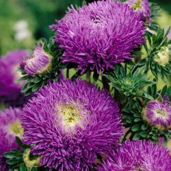 Callistephus Chinensis, China Aster, Aster Chinensis, Aster Pompon, Aster Paeony, Annuals, Annual plants, Annual flowers