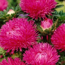 Callistephus Chinensis, China Aster, Aster Chinensis, Aster Pompon, Aster Paeony, Annuals, Annual plants, Annual flowers