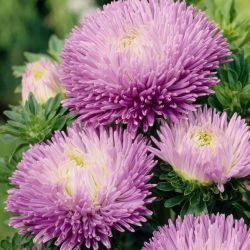 Callistephus Chinensis, China Aster, Aster Chinensis, Aster Pompon, Aster Paeony, Annuals, Annual plants, Annual flowers