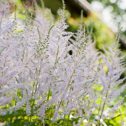 Astilbe Japonica 'Deutschland', Astilbe 'Deutschland', False Spirea 'Deutschland', False Goat's Beard 'Deutschland', White Astilbes, White flowers, flowers for shade