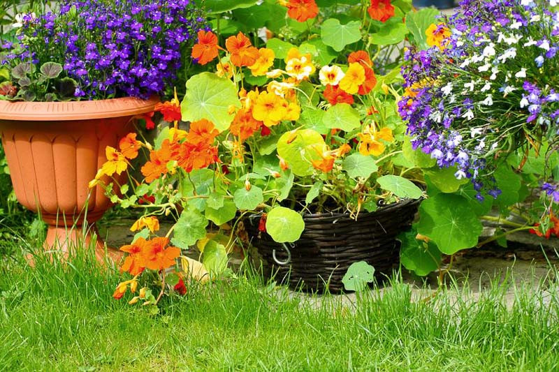 Nasturtium, Tropaeolum, Nasturtium, Nasturtiums, Common Nasturtium, Indian Cress, Garden Nasturtium, Orange Flowers, Red Flowers, Yellow Flowers, Annuals, Annual plant, deer resistant flowers