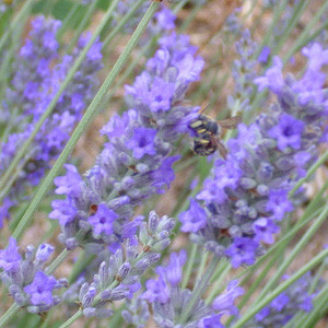 Lavender, English Lavender, Spanish lavender, French Lavender, Common lavender, True Lavender, Spike lavender, lavandula angustifolia, lavandula dentata, lavandula stoechas, lavandula x inter