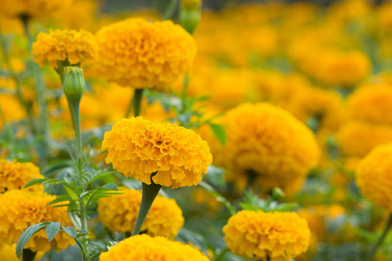 French Marigold, African Marigold, Aztec Marigold, American Marigold, Big Marigold, American Saffron, Signet Marigold, Slender leaf Marigold, Striped Mexican Marigold