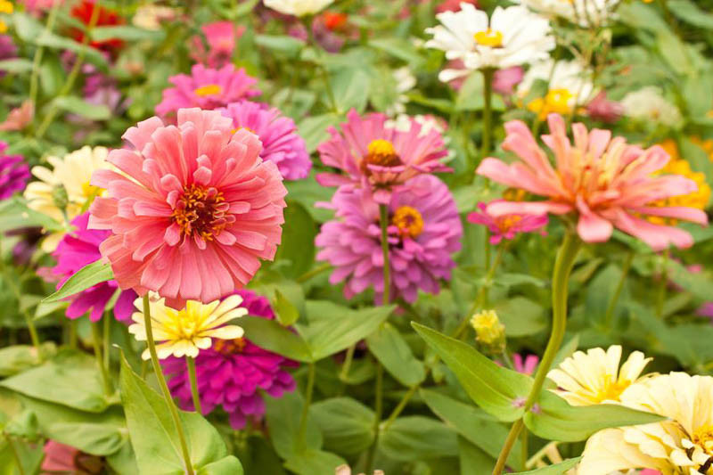 Zinnia, Zinnia, Annual Flowers, Summer Flowers