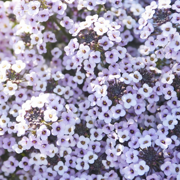 Alyssum Blushing Princess, Lobularia blushing Princess, Fragrant plants, heat tolerant plants