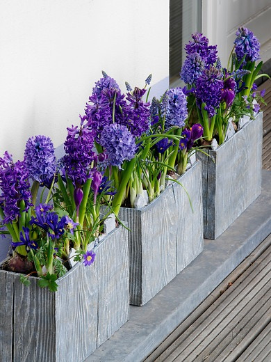 Contemporary blue garden, Blue spring flowers, grape hyacinths, Muscari, Scilla siberica, Anemone blanda, Iris reticulata, alliums, Grecian Windflowers
