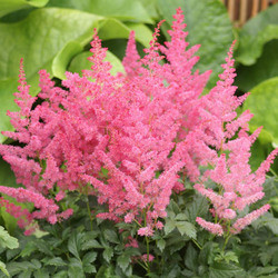 Astilbe 'Jump and Jive', Astilbe 'Jump and Jive', False Spirea 'Jump and Jive', False Goat's Beard 'Jump and Jive', Astilbe Arendsii 'Jump and Jive', Pink Astilbes,Pink flowers, flowers for shade