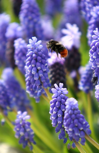 Muscari, Bulbs that naturalize, perennial bulbs