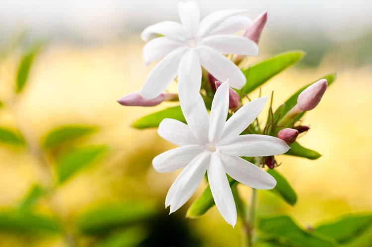 Jasmine, Jasminum, Fragrant Vine