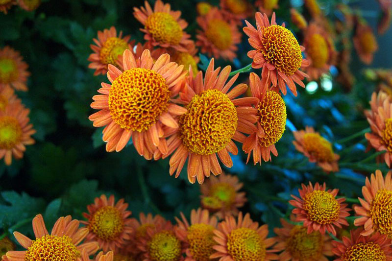 Anemone Chrysanthemum, Chrysanthemum