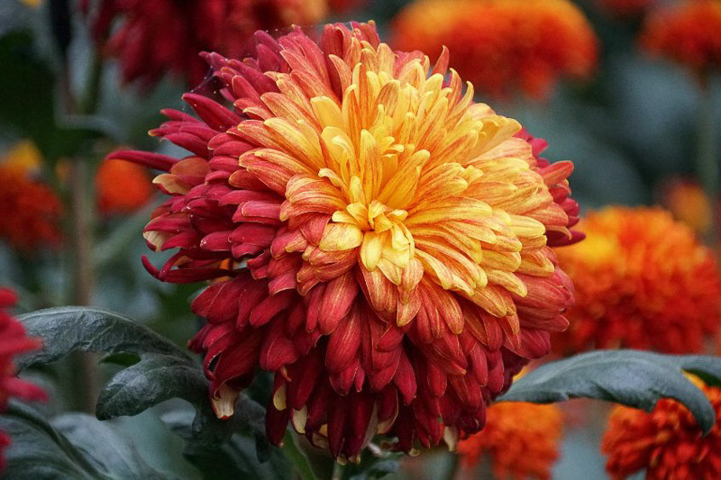 Reflex Chrysanthemum, Chrysanthemum