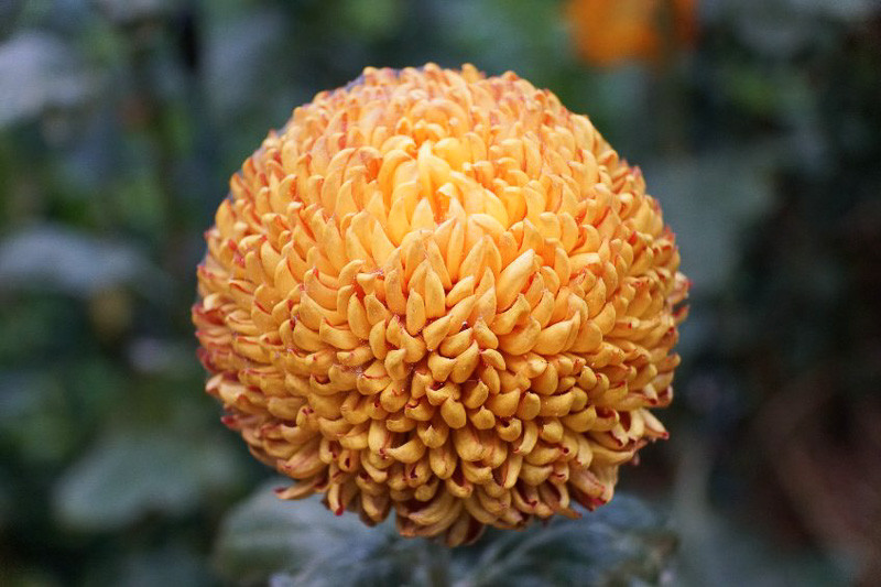 Chrysanthemum, Incurve Chrysanthemum