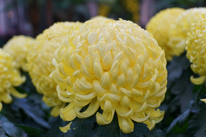 yellow chrysanthemum