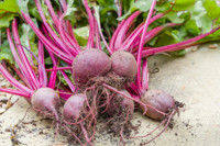 Beets