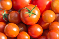 Tomatoes