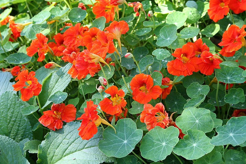 Nasturtium, Tropaeolum, Nasturtium, Nasturtiums, Common Nasturtium, Indian Cress, Garden Nasturtium, Orange Flowers, Red Flowers, Yellow Flowers, Annuals, Annual plant, deer resistant flowers