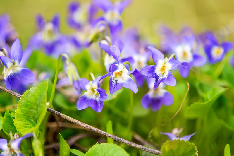 Violets, Violet, February Birth Flower, Birth Flowers, Birth Month Flowers, Birth Flower, Month Birth Flower