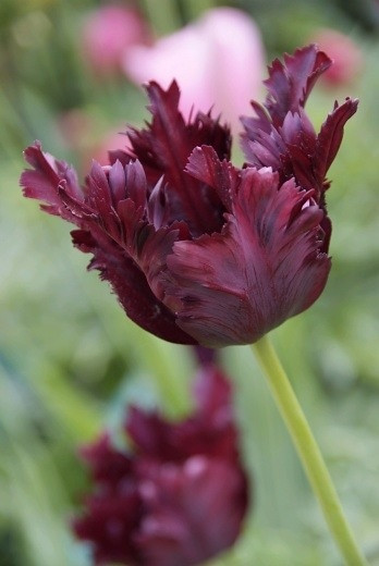 Tulipa Black Parrot,Tulip Black Parrot,Tulipe Black Parrot, Parrot Tulip, Black Tulip, Tulipe Perroquet