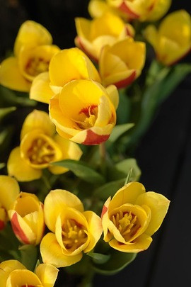 Tulip Stresa,Tulipa Stresa,Tulipe Stresa,Kaufmanniana Tulips, Waterlily Tulips, Tulipes Nenuphar