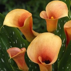 Zantedeschia Cameo, Calla lily Cameo, Arum lily Cameo