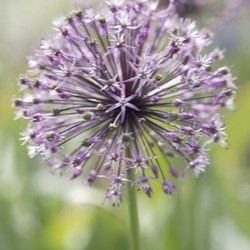 Allium