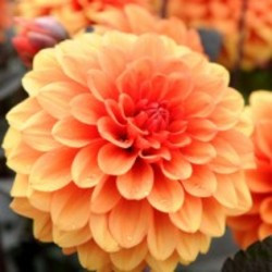 Dahlia David Howard