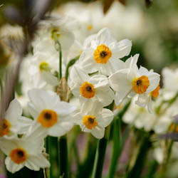 Daffodils classification, Daffodils types, Daffodils Groups, Narcissus classification, Narcissus types, Narcissus Groups, Narcissus Divisions, Daffodils Divisions