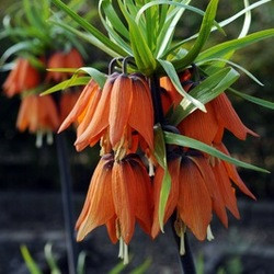 Fritillaria imperialis Rubra Maxima