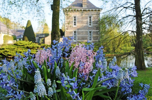 Hyacinthus 'Blue Festival',Hyacinthus Pink Festival,Muscari armeniacum 'Lady Blue'