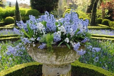 Traditional blue garden, Blue spring flowers, grape hyacinths, Muscari, Scilla siberica, Anemone blanda, Iris reticulata, alliums, Grecian Windflowers