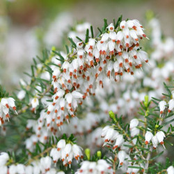 Heath growing information, Heather growing information, How to grow Heather, Heather care, Heath care, Erica carnea, erica darleyensis, calluna vulgaris, Winter heath