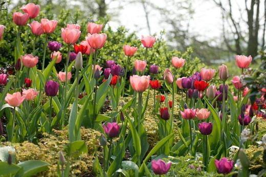 Tulip 'Beauty Queen',Tulip 'Negrita',Tulipa 'Cassini',Tulipa 'Christmas Marvel',Tulipa 'Pink Impression'