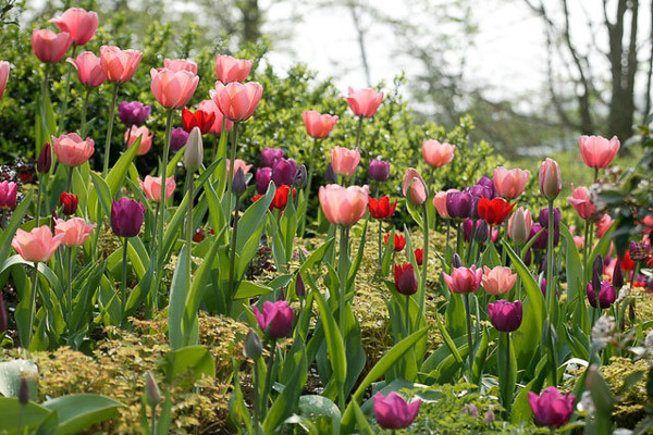 spring garden, tulips combinations, daffodils combinations, spring bulbs combinations, spring border ideas