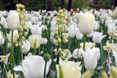 Fritillaria persica 'Ivory Bells',Tulip 'White Triumphator',Tulipa 'Spring Green'