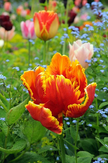 Tulip 'Bright Parrot',Tulipa 'Bright Parrot',Tulipe 'Bright Parrot', Parrot Tulip, Tulipe Perroquet