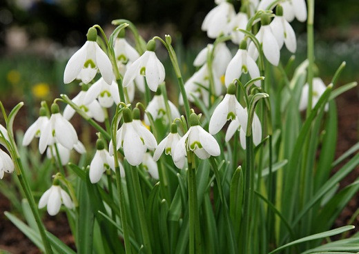 Galanthus nivalis, Traditional white garden, white spring flowers, grape hyacinths, Muscari botryoides, Anemone blanda white splendour, narcissus Thalia, narcissus bridal Crown, Snowdrops, Galanthus Nivalis, Leucojum Gravetye Giant