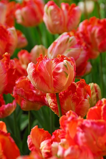 Tulip Apricot Parrot,Tulipa Apricot Parrot,Tulipe Apricot Parrot, Parrot Tulip, Apricot Tulip, Tulipe perroquet