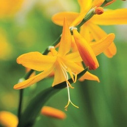 Crocosmia crocosmiiflora John Boots