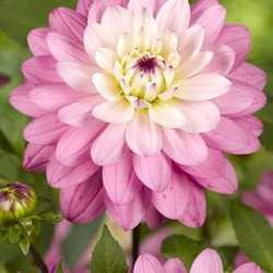 Dahlia Luca Johanna