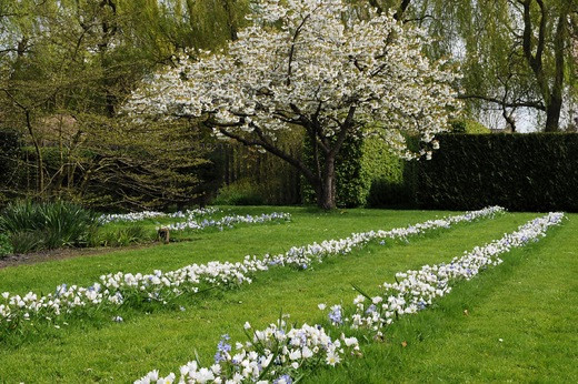 Anemone blanda White Splendour,Chionodoxa forbesii,Muscari azureum 'Album'