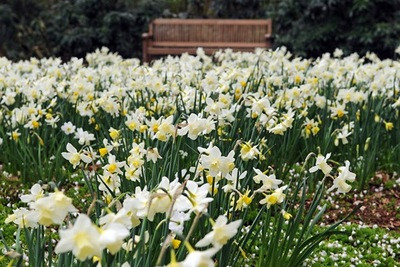 Narcissus Segovia, Contempory white garden, white spring flowers, Muscari botryoides, Anemone blanda white splendour, narcissus Thalia, White Tulips, White daffodils, White narcissus, White anemones, White muscari