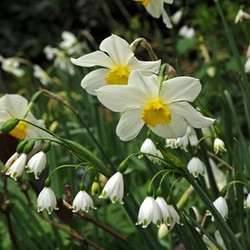 Leucojum aestivum Gravetye Giant