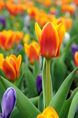 Tulip Cape Cod,Tulipa Cape Cod,Tulipe Cape Cod,Greigii Tulips, Orange Tulips, Tulipes Greigii